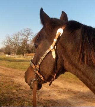 Horseback riding